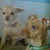 :iconblondie-13: