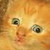 :iconblondiewtfplz: