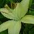 :iconblood-lillie: