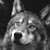 :iconblood-of-a-wolf: