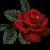 :iconBlood-red-roses666: