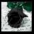 :iconBloodandRainbows:
