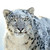 :iconbloodcatmao: