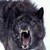 :iconbloodhgarm123:
