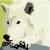 :iconbloodhoundsfangs:
