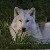 :iconbloodmoon-wolf: