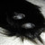 BloodRaveness :iconbloodraveness: