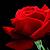 :iconbloodred-rose:
