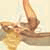 :iconbloodredlily: