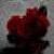 :iconbloodredroses2: