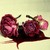 :iconbloodroses15: