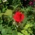 :iconbloodtears146: