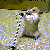 :iconbloodwolf: