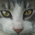:iconbloody-death-bringer: