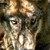 :iconbloody-wolf-spirit: