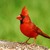 :iconbloodybudgie: