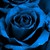 :iconbloodyrose1001: