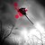 :iconbloodyrose1715:
