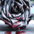:iconBloodyRosesInRain: