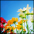 :iconbloom-flakes: