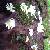 :iconbloomingwillow: