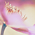 :iconbloomotion: