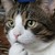 :iconbloosm: