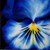 :iconblossfeldia: