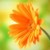 :iconblossom5: