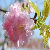 :iconblossomasuka: