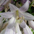 :iconblossomcloud: