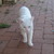 :iconblu-gopher: