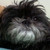 :iconblu-the-corgi: