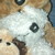 :iconbluah:
