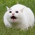 :iconblue-akamoto: