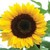 :iconblue-bird-11: