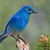 :iconblue-bird-3456: