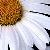:iconblue-camomile: