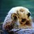 :iconblue-doodler: