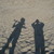 :iconblue-eyedhawk:
