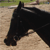 :iconblue-horse07: