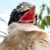Blue-Jay-LisseTulips :iconblue-jay-lissetulips: