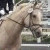 :iconblue-jean-horse: