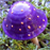 :iconblue-nowhere: