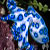 :iconblue-octopus: