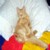 :iconblue-pony-blues: