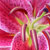 :iconblue-saturn: