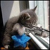 :iconblue-seiryuu:
