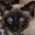 :iconBlue-Siam: