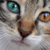:iconblue-the-kitty: